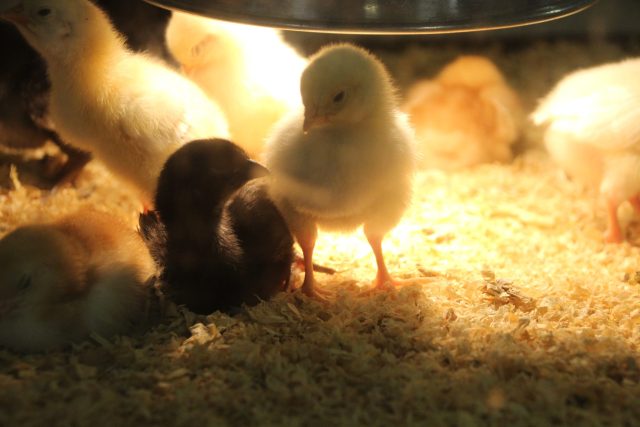 TriCare Aged Care blog - Upper Mt Gravatt chick hatching